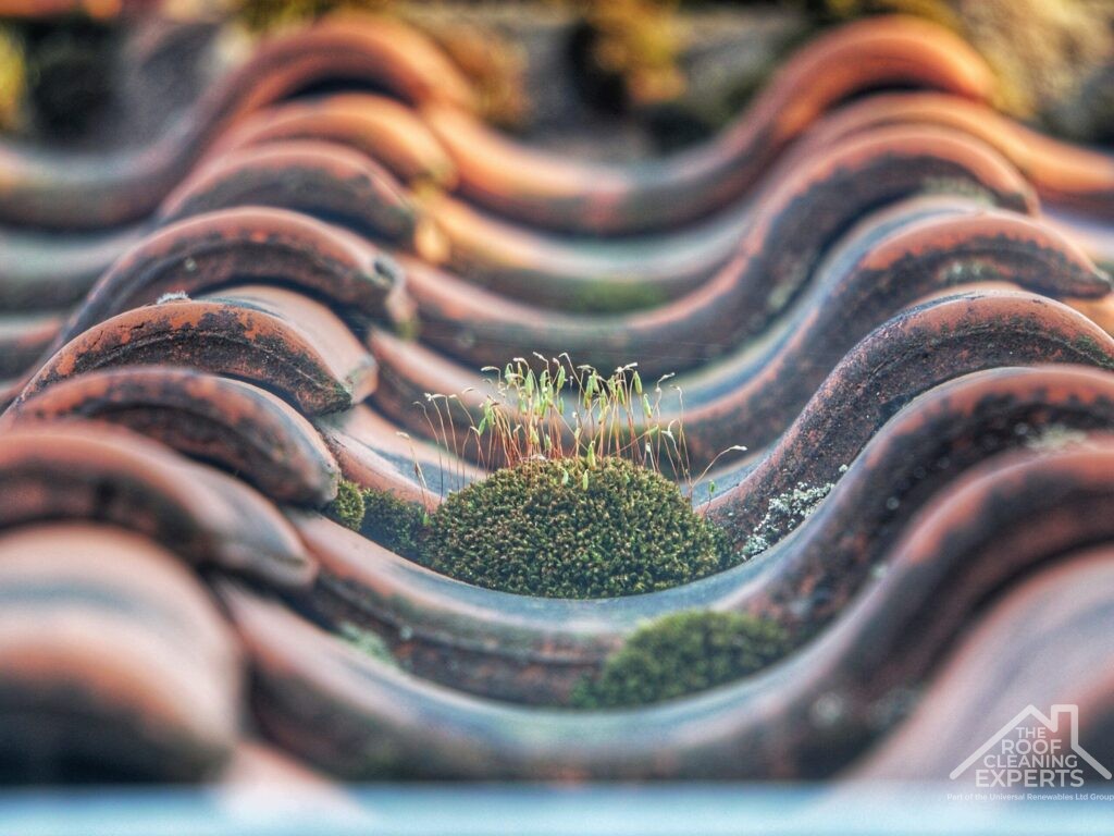 roof moss removal services in Essex